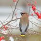 Cedar waxwing