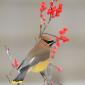 Cedar waxwing