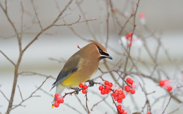 Cedar waxwing