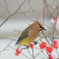 Cedar waxwing