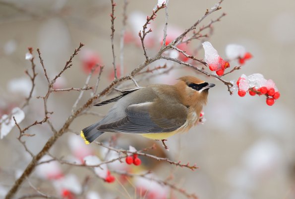Cedar waxwing