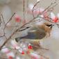 Cedar waxwing