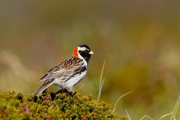Zigolo di Lapponia