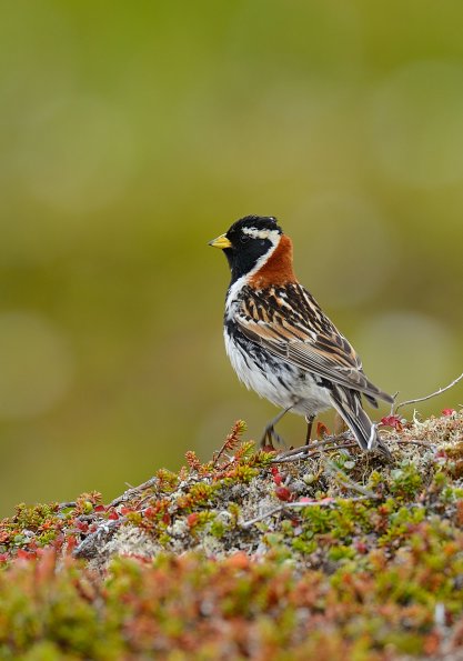 Zigolo di Lapponia 