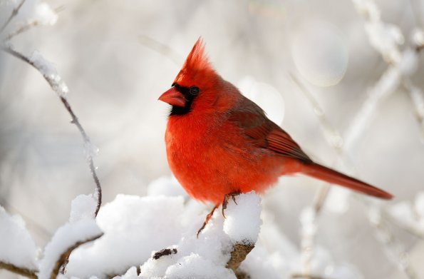 Northern cardinal 