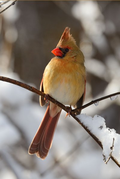 Northern cardinal 