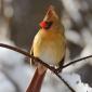 Northern cardinal 