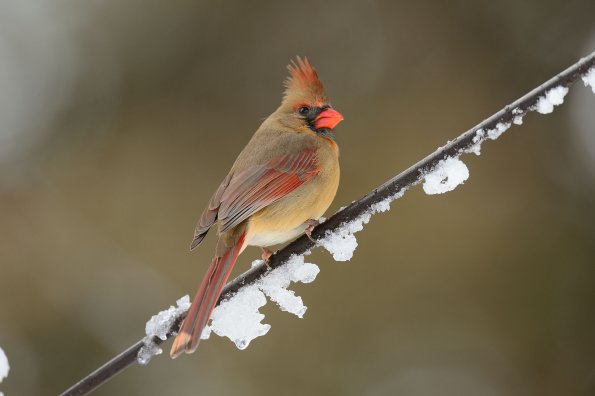 Northern cardinal 