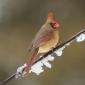 Northern cardinal 