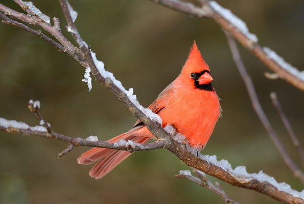 Northern cardinal 