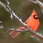 Northern cardinal 