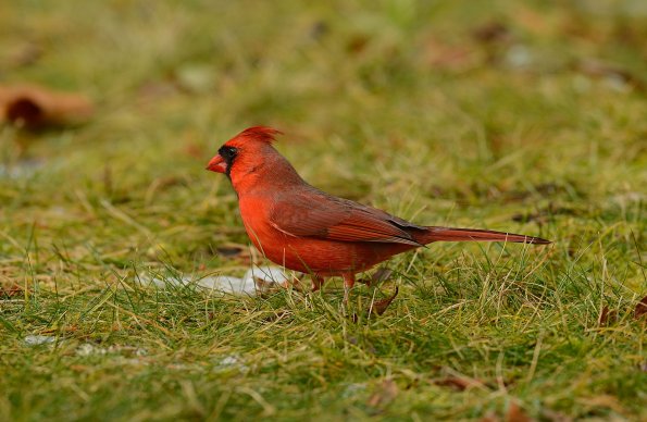 Northern cardinal 