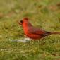 Northern cardinal 