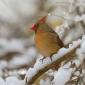 Northern cardinal 