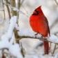 Northern cardinal 