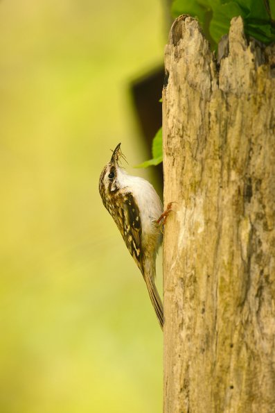 Rampichino alpestre