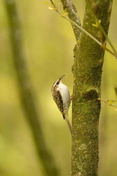 Rampichino alpestre