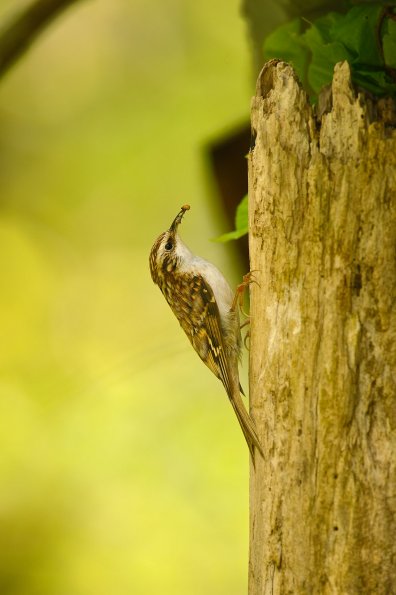 Rampichino alpestre