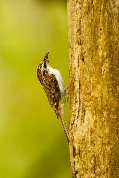Rampichino alpestre