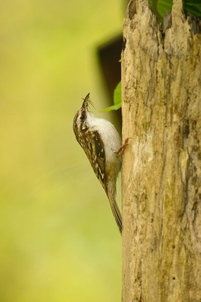 Rampichino alpestre