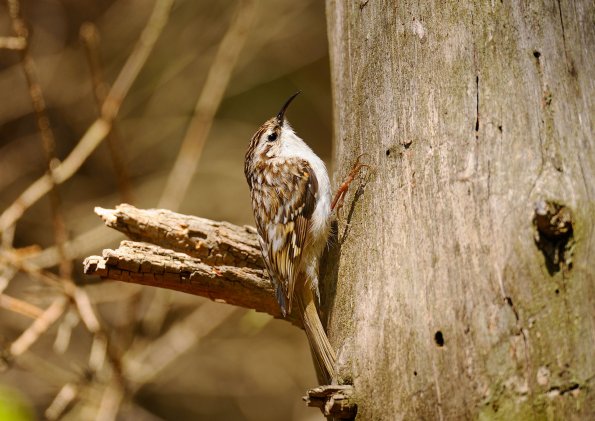 Rampichino alpestre