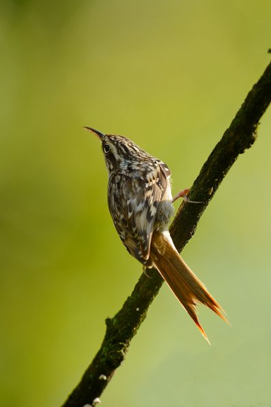 Rampichino comune 