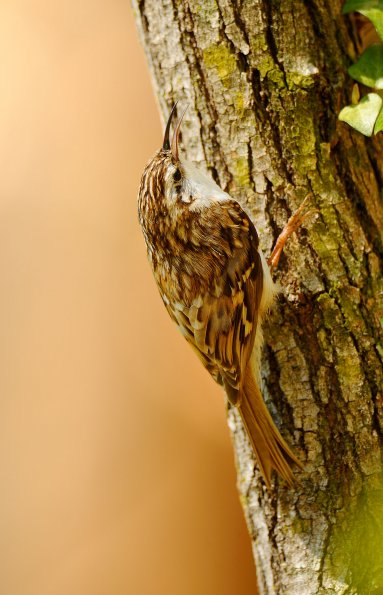 Rampichino alpestre 