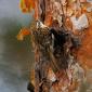 Rampichino alpestre