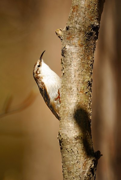 Rampichino alpestre 