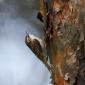 Rampichino alpestre
