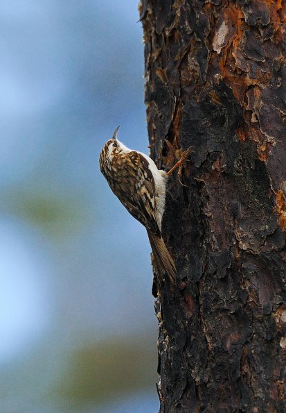 Rampichino alpestre