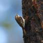 Rampichino alpestre