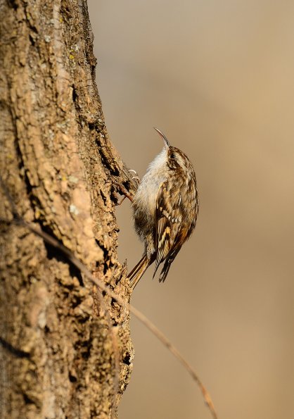 Rampichino comune 