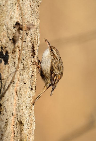 Rampichino comune 
