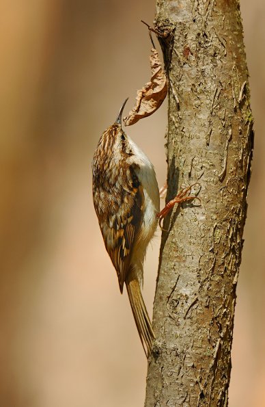 Rampichino alpestre 