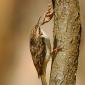 Rampichino alpestre 