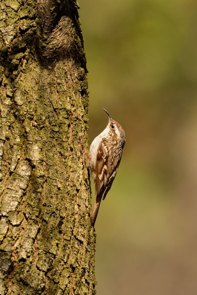 Rampichino comune 