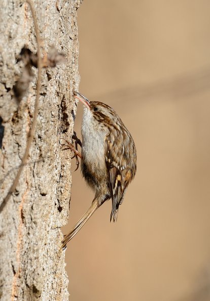 Rampichino comune 