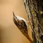 Rampichino alpestre