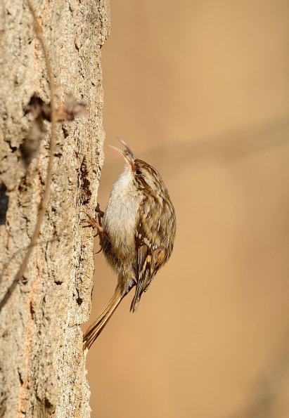 Rampichino comune 
