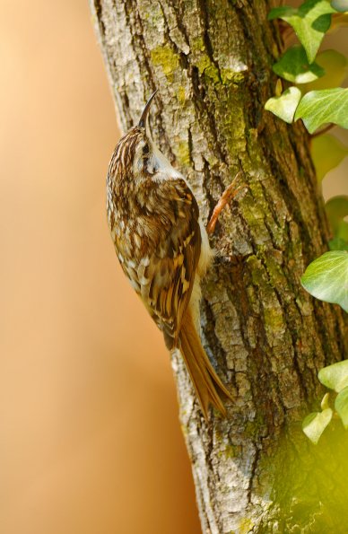 Rampichino alpestre