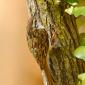Rampichino alpestre