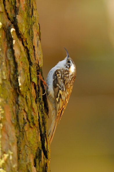 Rampichino alpestre