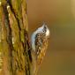 Rampichino alpestre