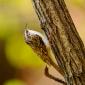 Rampichino alpestre 