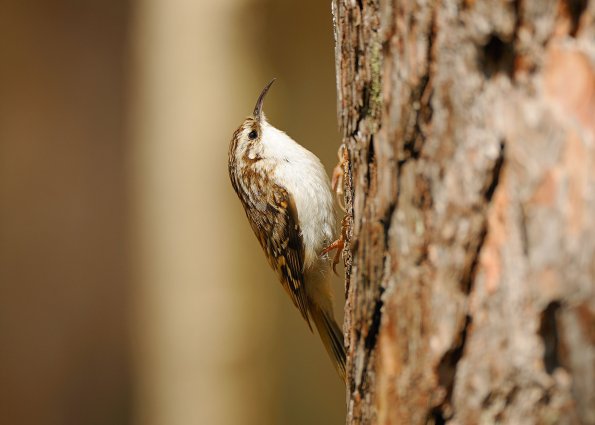 Rampichino alpestre 