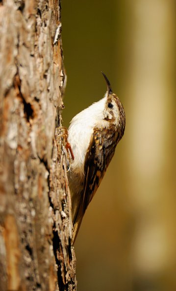 Rampichino alpestre