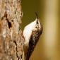 Rampichino alpestre