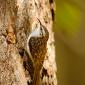 Rampichino alpestre