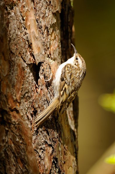Rampichino alpestre